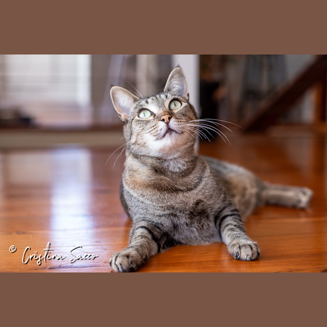 Photo of Missy