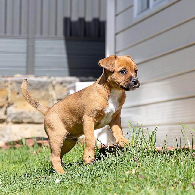 Photo of Brownie