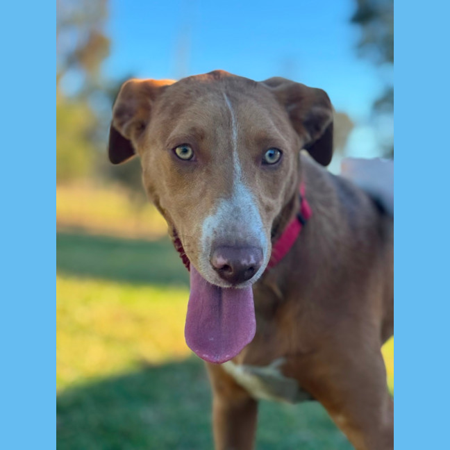 Photo of Blaze