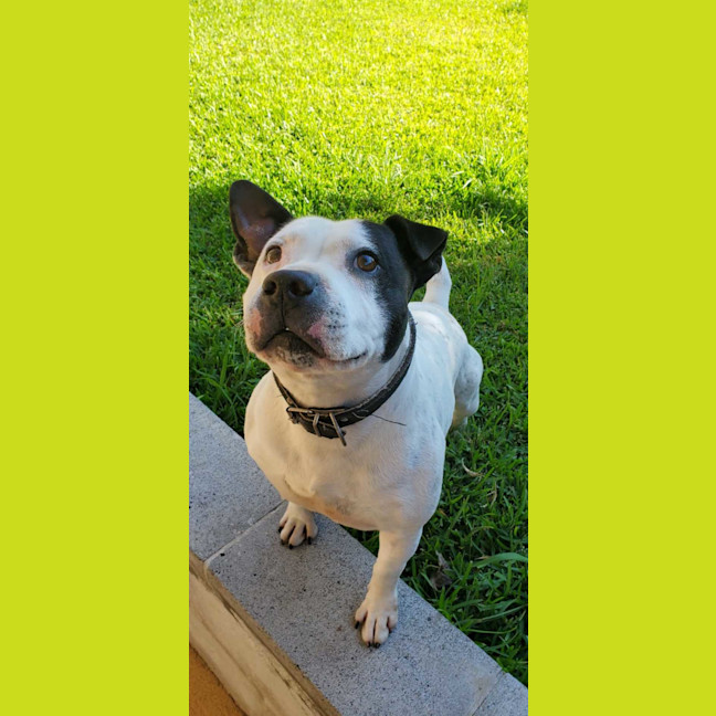 Photo of Oscar
