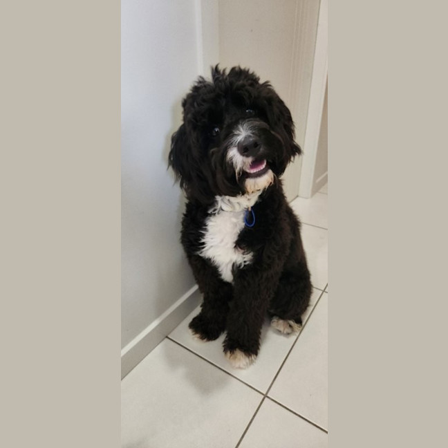 Photo of Dimond   10 Month Old Poodle X Staffy