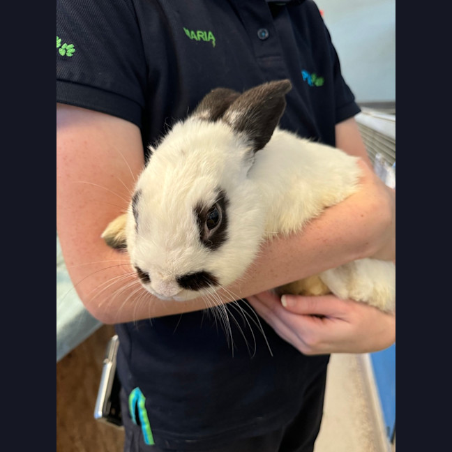 Photo of Snowball