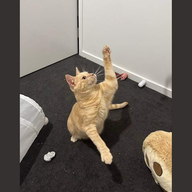 Photo of Loki