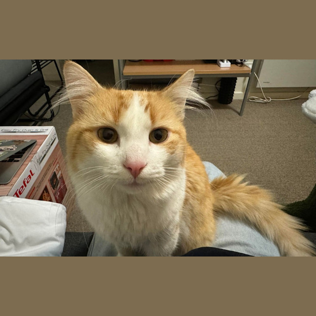 Photo of Baloo