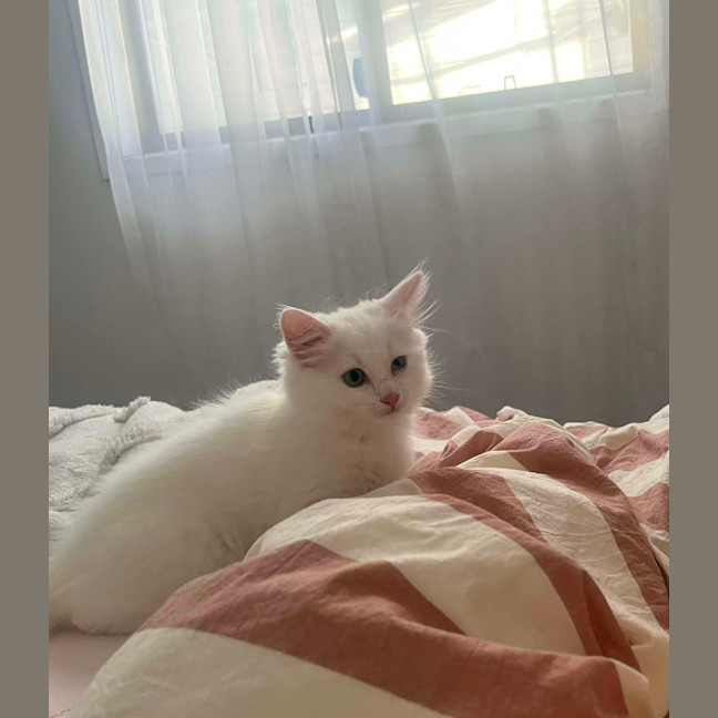Photo of Muffin