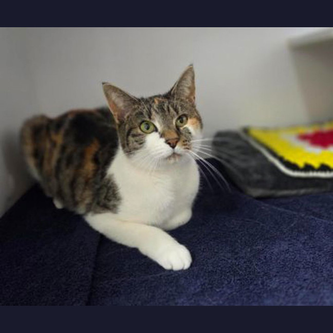 Photo of Stella