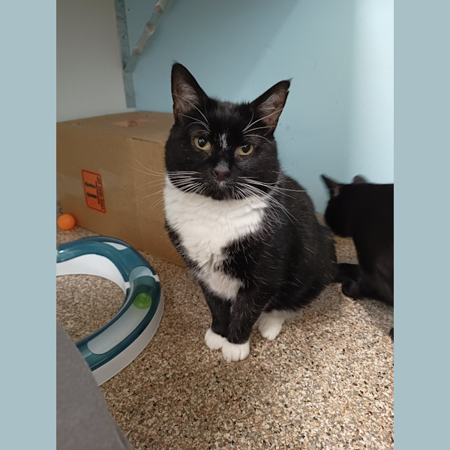 Photo of Captain Felix