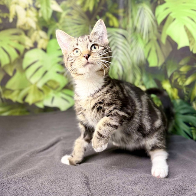 Photo of Oscar (Located In Preston) 