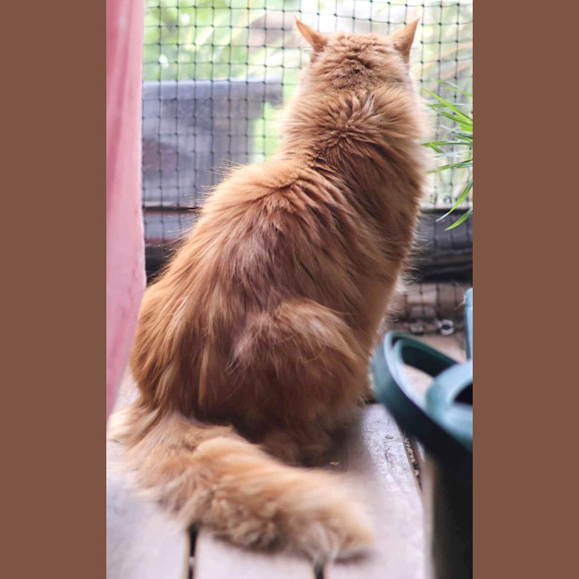 Photo of Mango Fluff