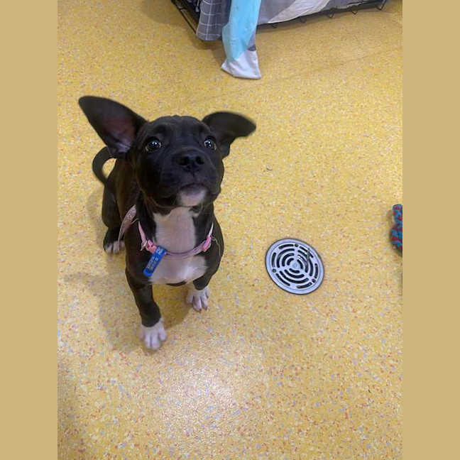 Photo of Nova