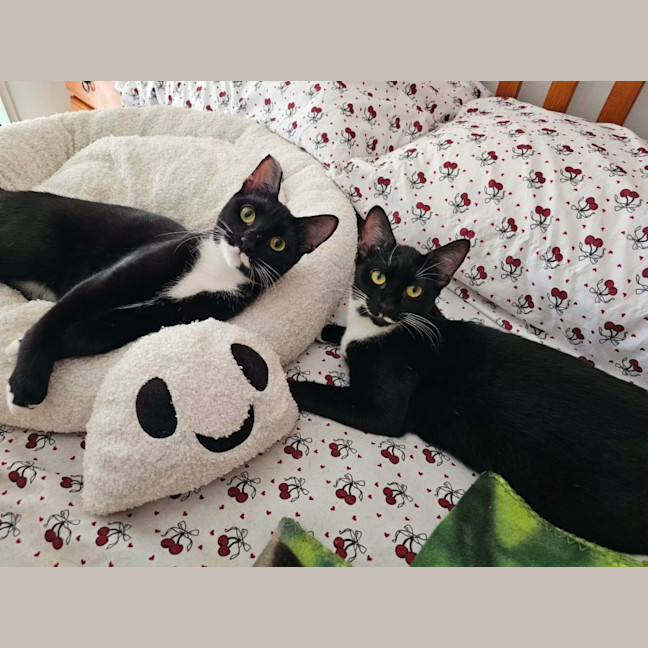 Photo of Pickletoes & Buttons