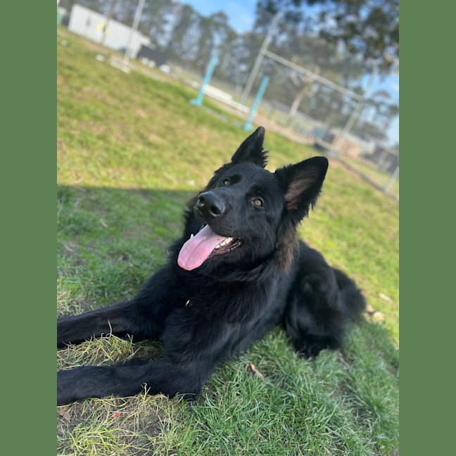 Photo of Buddy