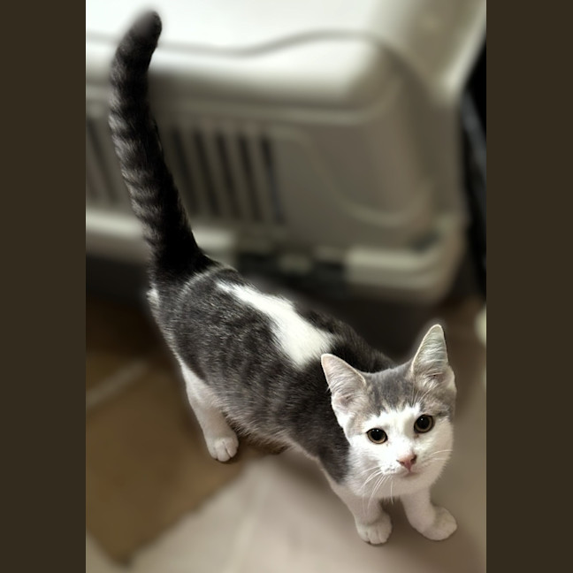 Photo of Frankie *9 Lives Project Rescue*