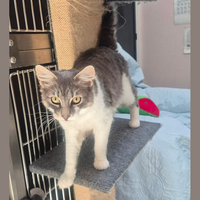 Photo of Gandalf (9084)