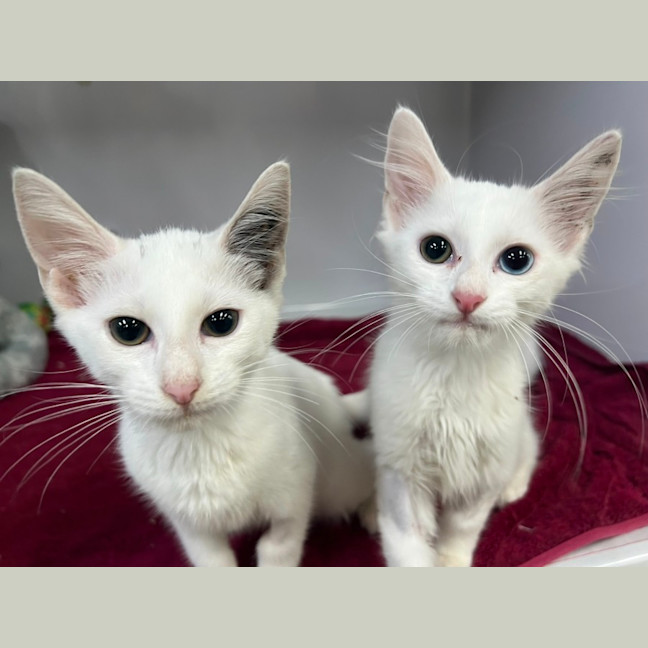 Photo of Chair *Adoption Pending*