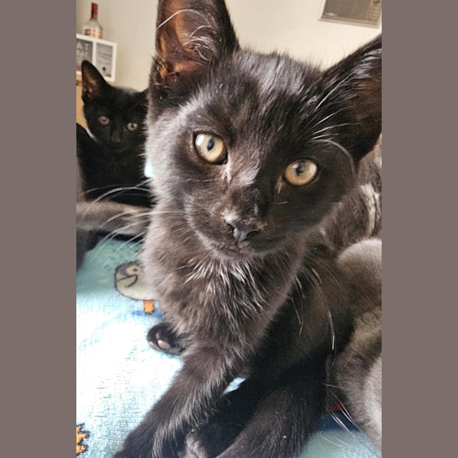 Photo of Tamworth Meet Me@Petstock Keysborough Store 