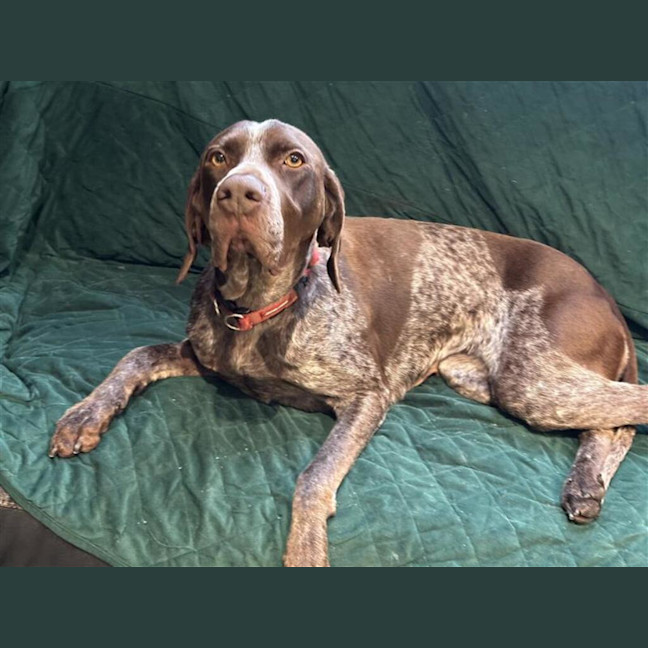 Photo of Sheba