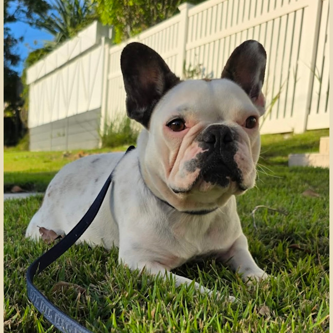 Photo of Dottie