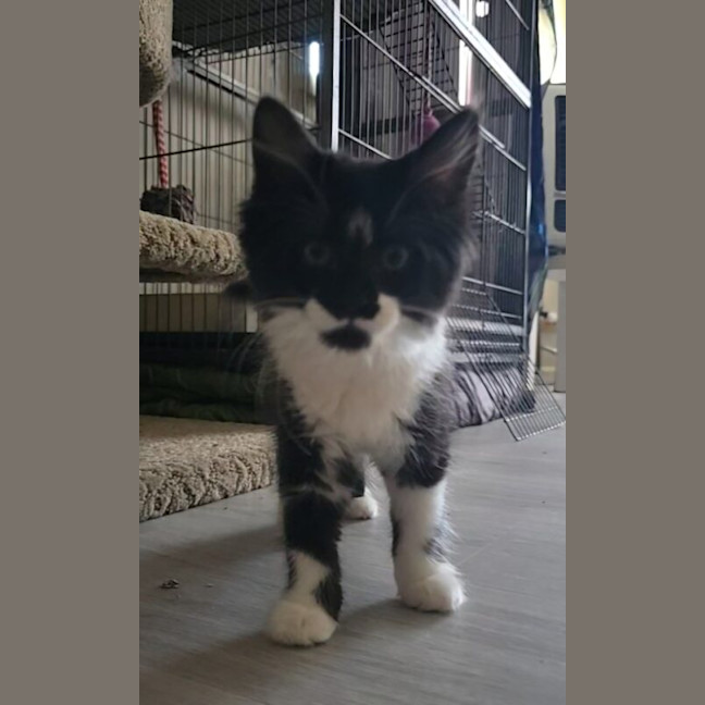 Photo of Arwen