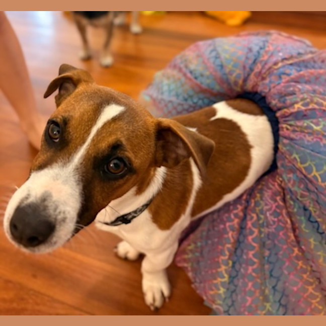 Photo of Pickles