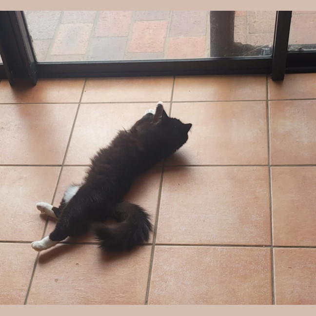 Photo of 💕 Phoebe Buffay 💕