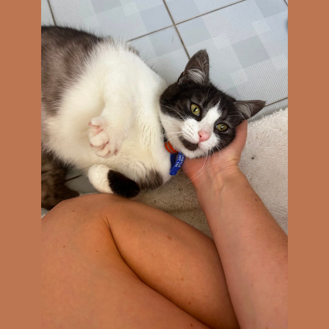 Photo of Kitty Witty   11 Month Old Domestic Short Hair