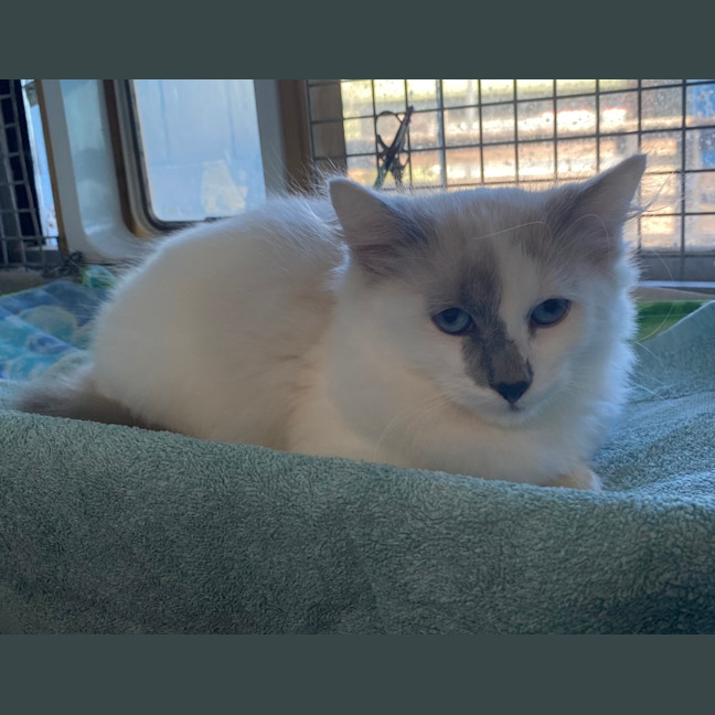 Photo of Feta