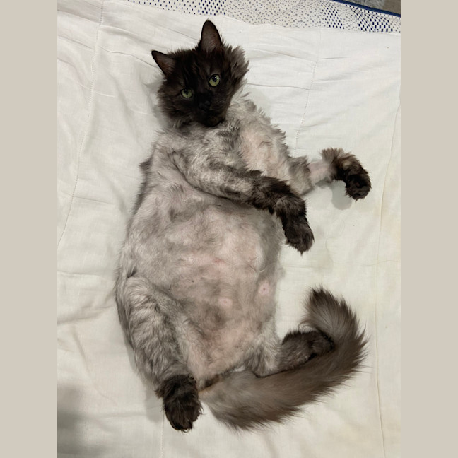 Photo of Governor Purrington