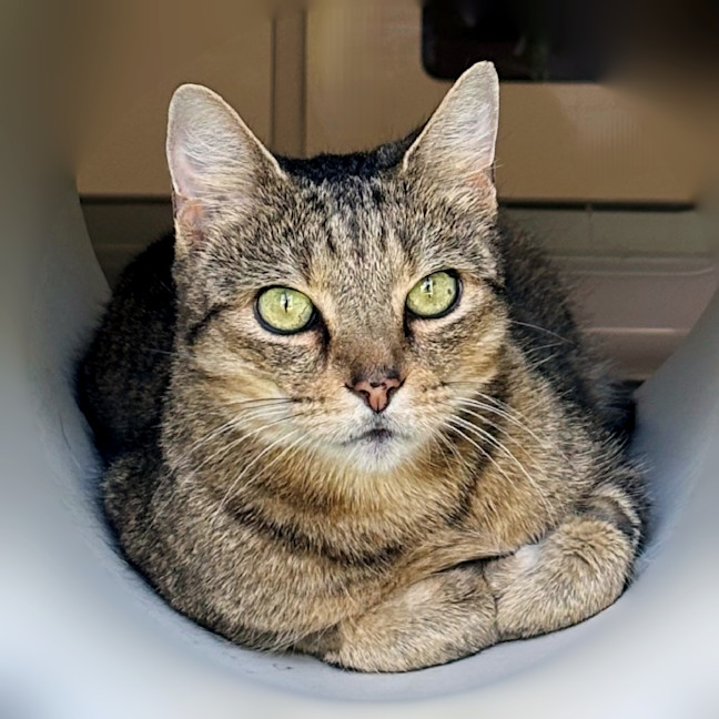 Photo of Atlas Rsta012924