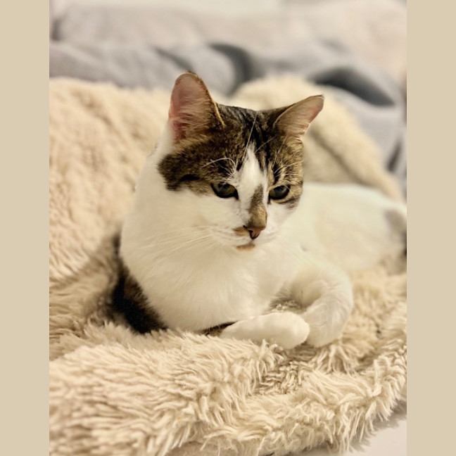 Photo of Bunny