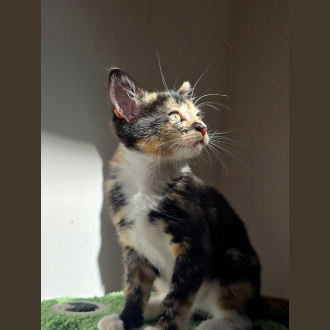 Photo of Cinnamon