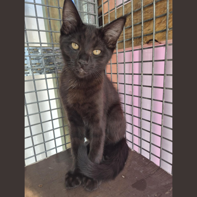 Photo of Salem! 🖤