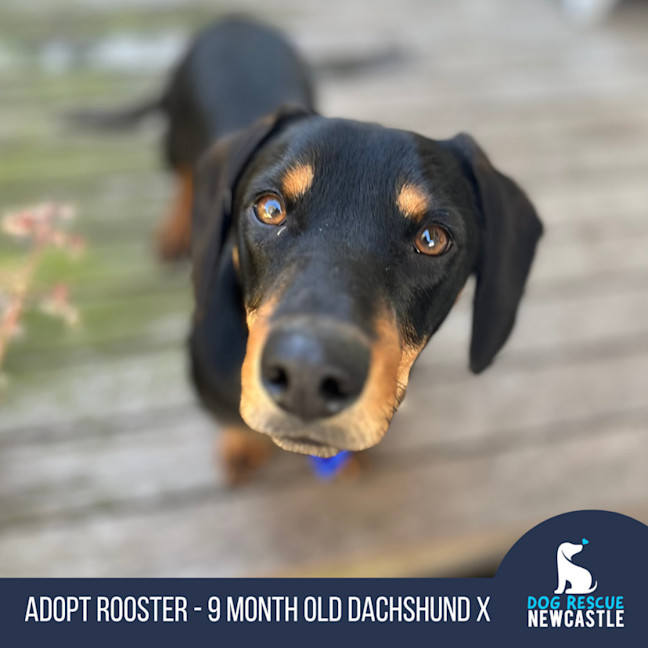 Photo of Rooster   9 Month Old Dachshund X Kelpie
