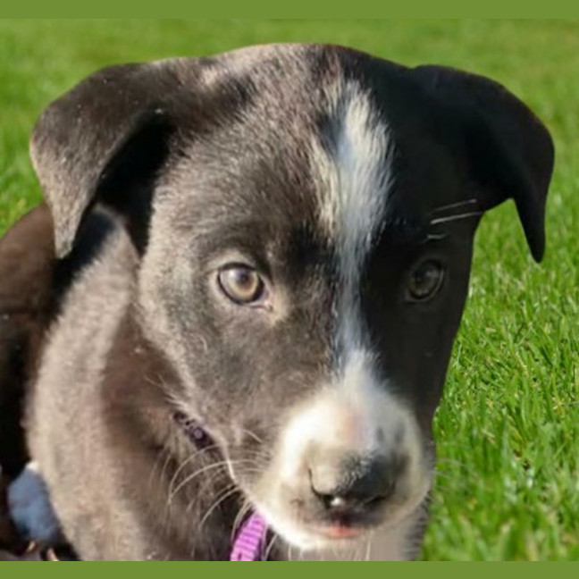Photo of Daisy ~ 8 Week Old Border Collie X Puppy