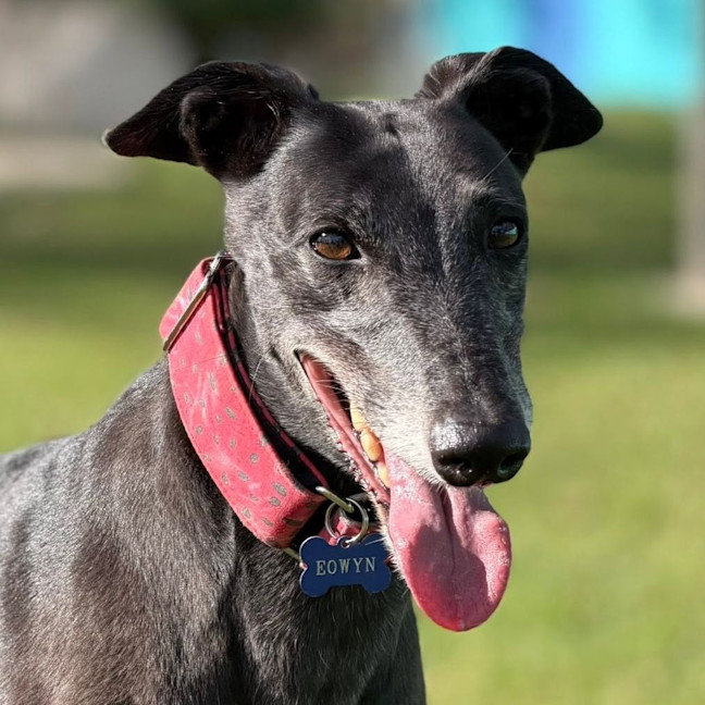 Photo of Eowyn The Greyhound