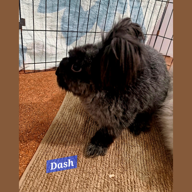 Photo of Dash And Spot