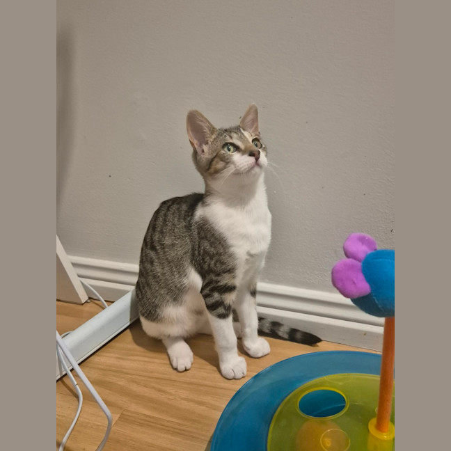 Photo of Willow