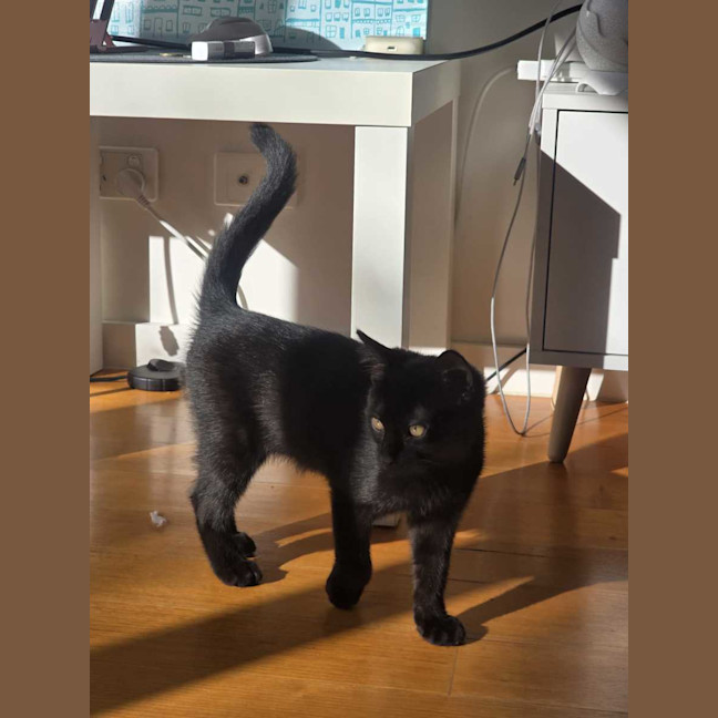 Photo of Kahlua 