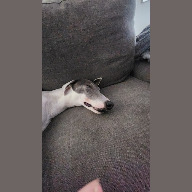 Photo of Lucy   4 Year Old Greyhound