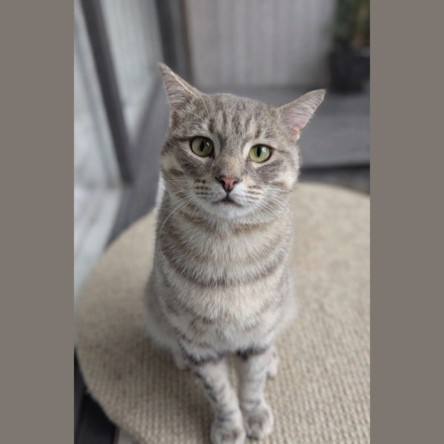 Photo of Bobby Bobtail 