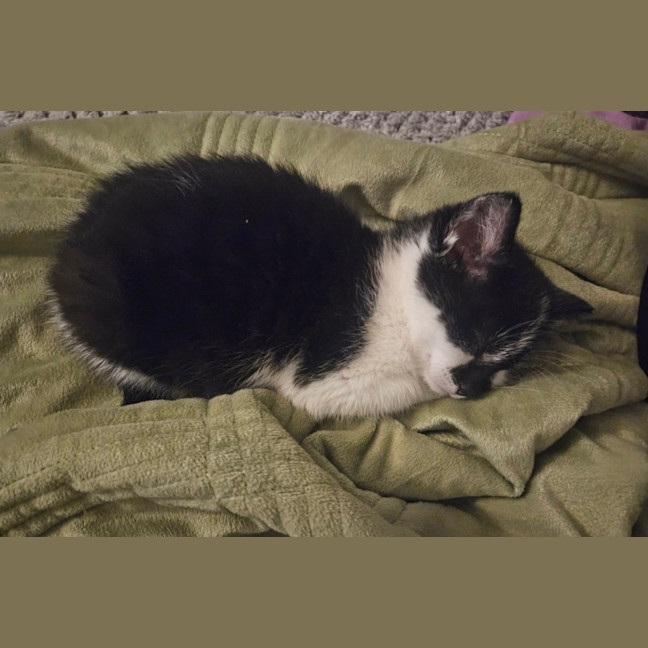 Photo of Rip