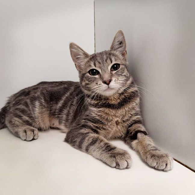 Photo of Brindlewisp