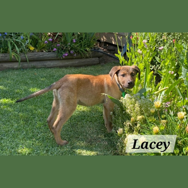 Photo of Lacey