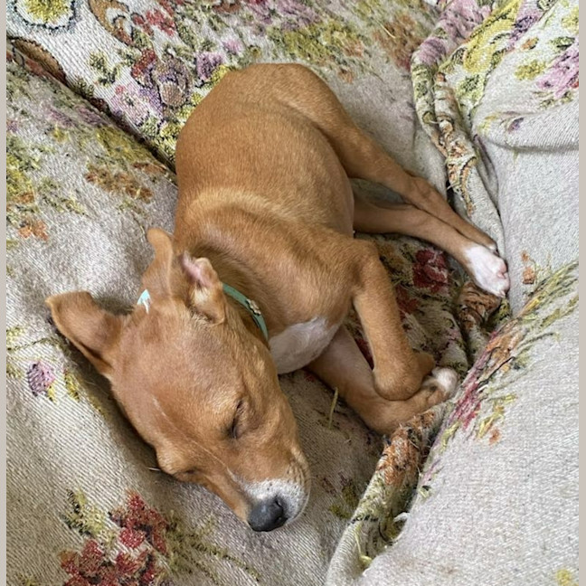 Photo of Cooper