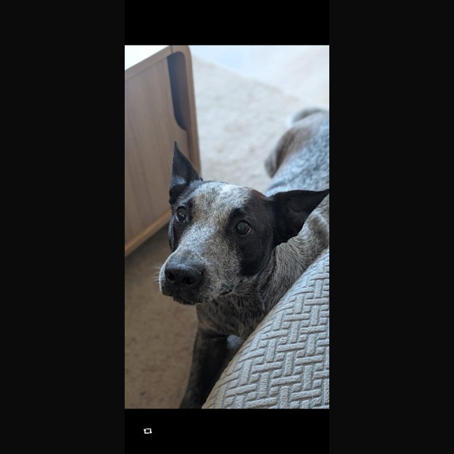 Photo of Ruby