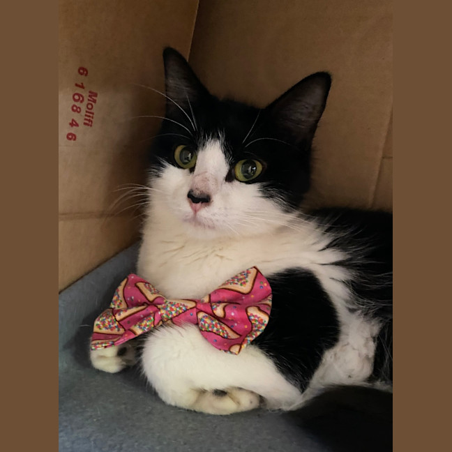 Photo of Biscuit