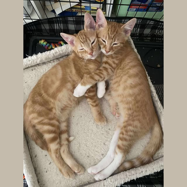 Photo of Comet (White Collar)