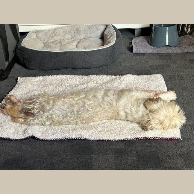 Photo of Gingy Newhaven