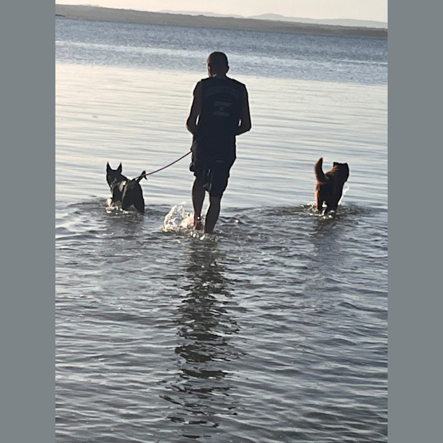 Photo of Remy   2 Year Old Staffy X Kelpie