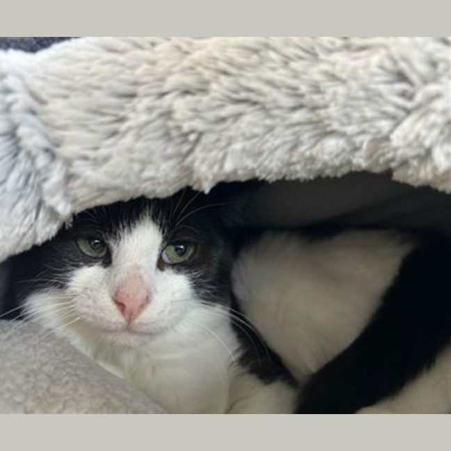 Photo of Oreo